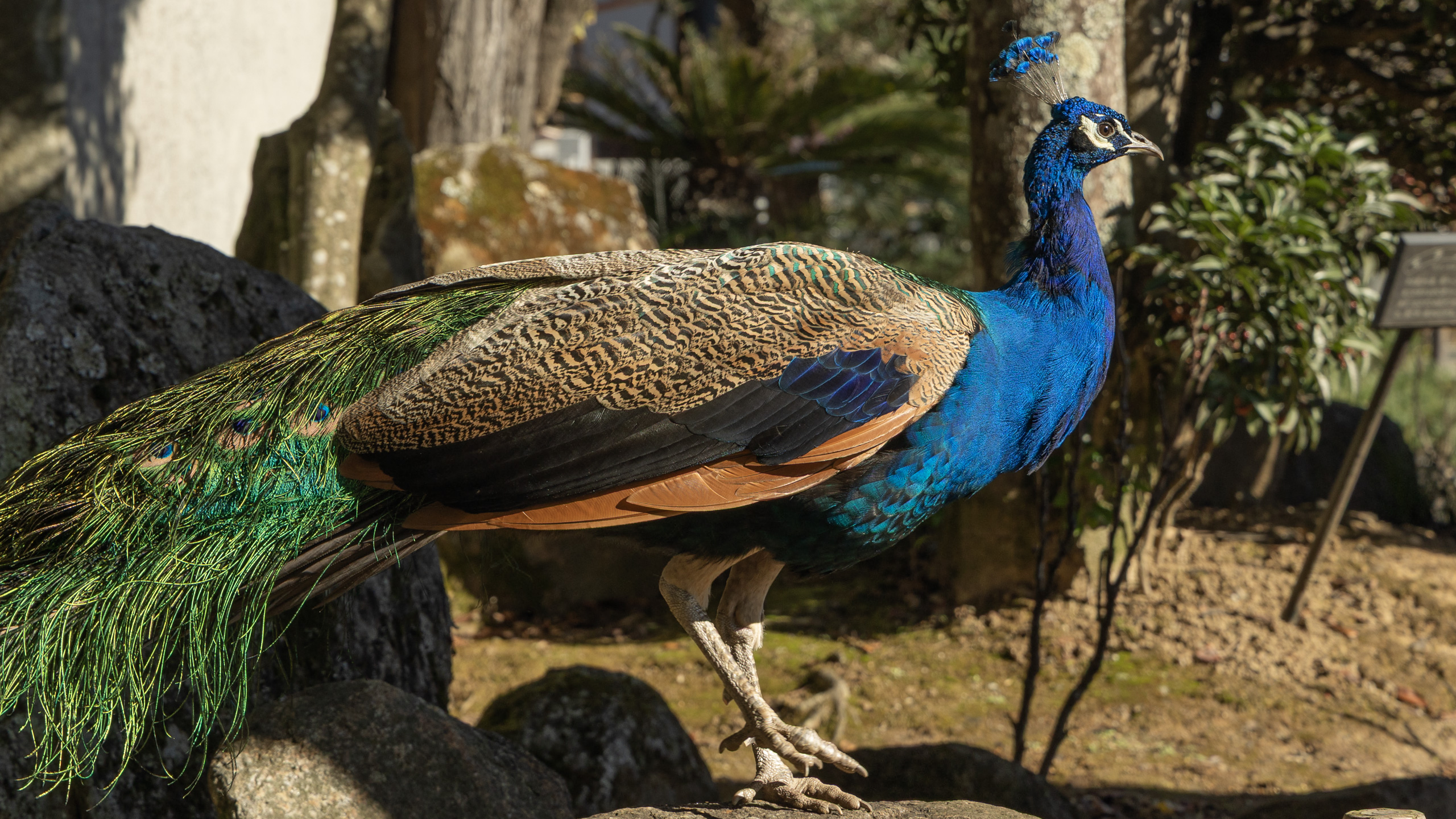 雨引観音の孔雀