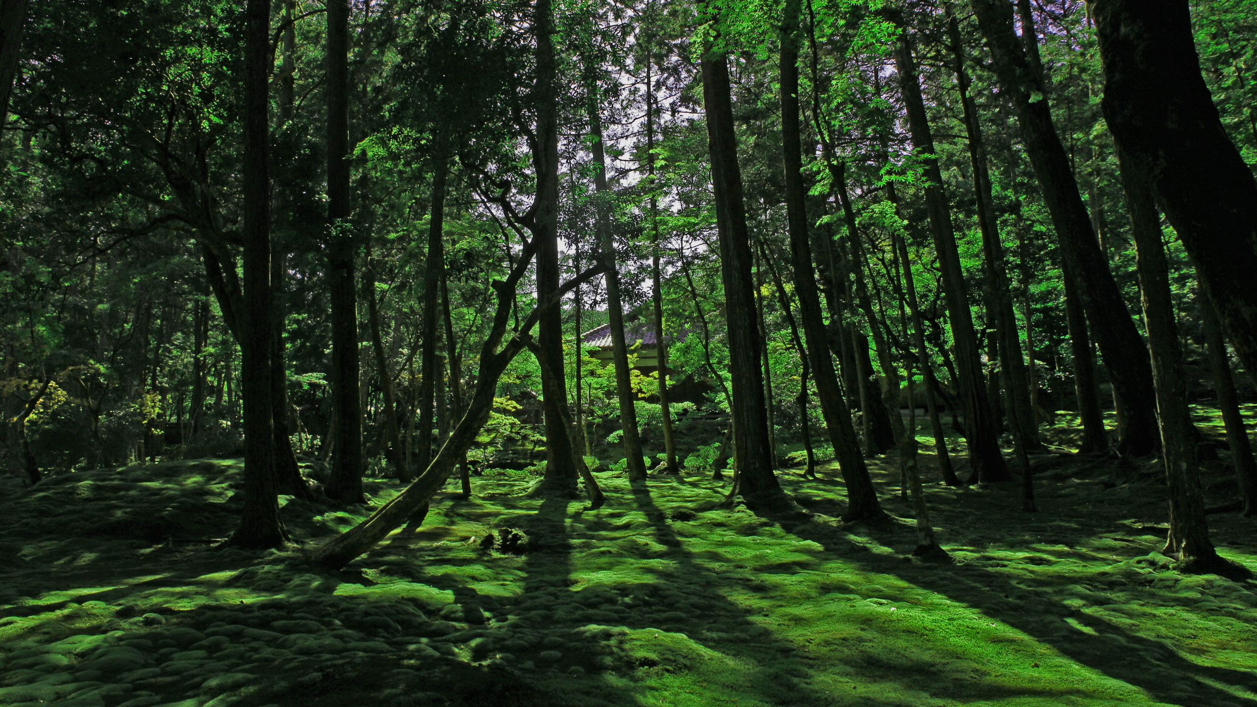 苔寺（西芳寺）