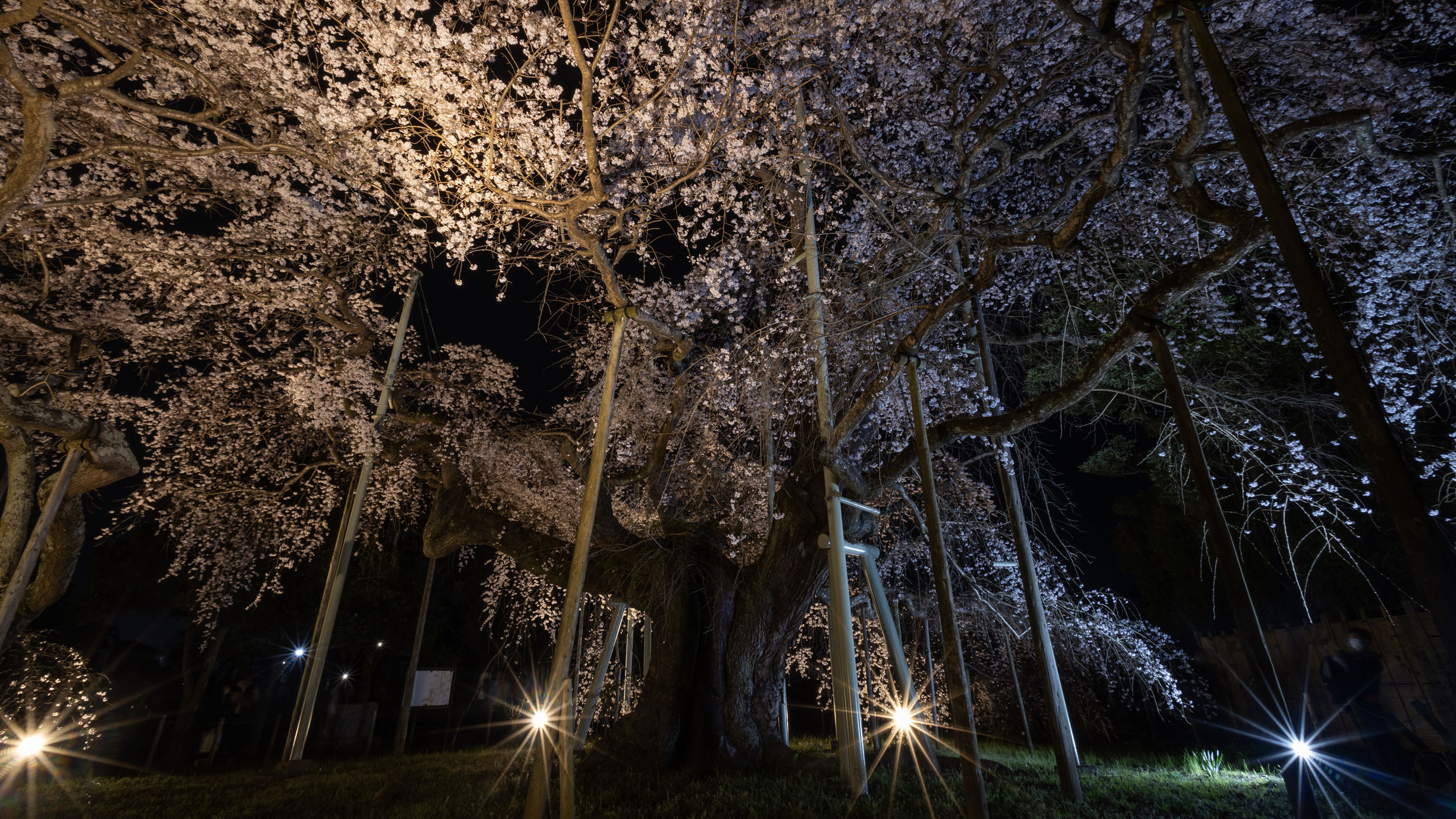 般若院のシダレザクラ