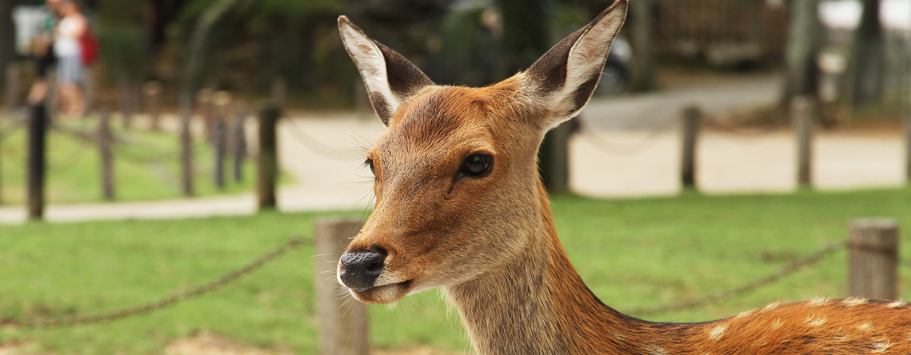 奈良公園