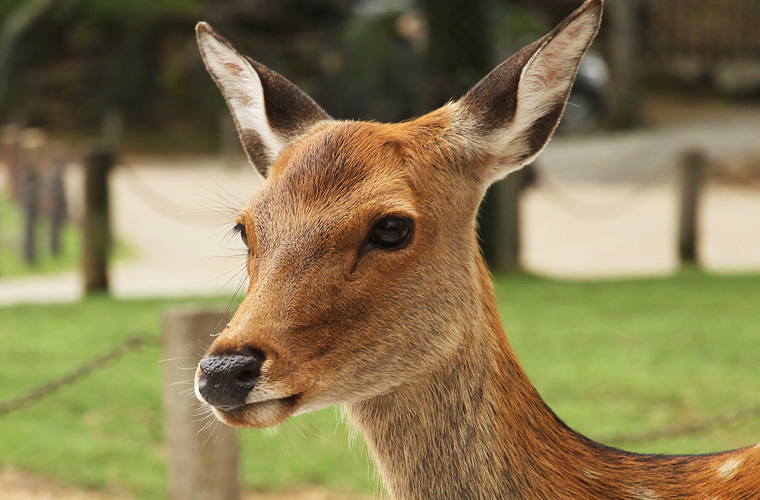 奈良公園