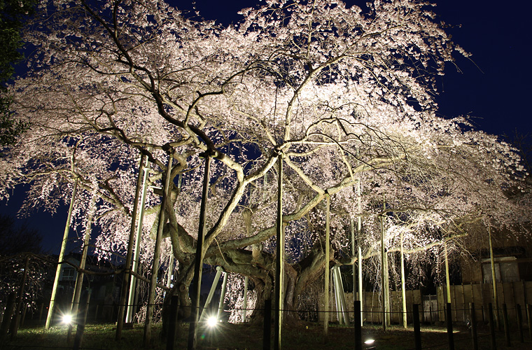 般若院の枝垂桜